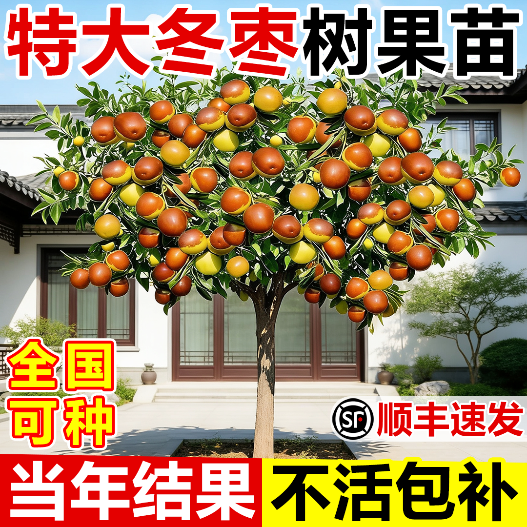 枣树活苗特大冬枣带土发货嫁接苗