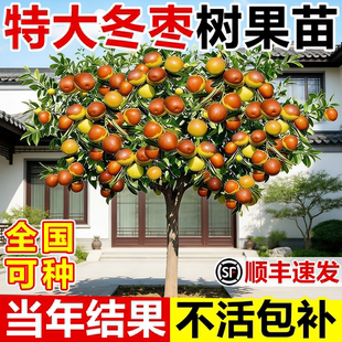 枣树活苗特大冬枣带土发货南北方沾化冬枣大树种植嫁接苗当年结果