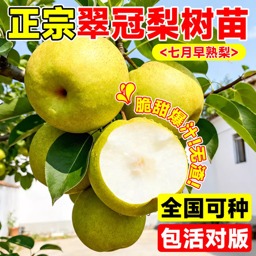 正宗翠冠梨果树苗嫁接秋月梨地栽