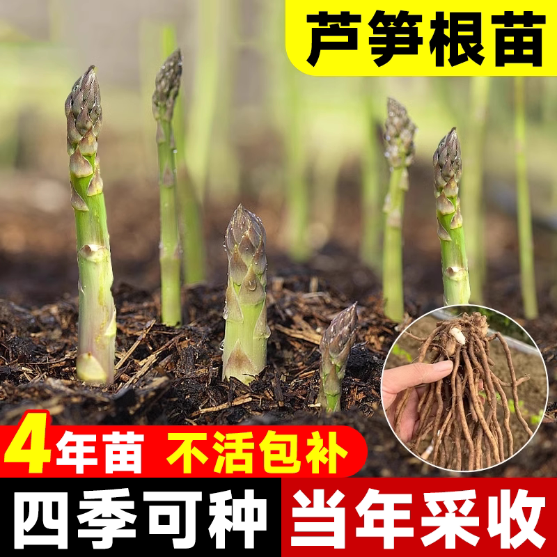芦笋根苗秧蔬菜苗秧多年生四季种植带土球庭院盆栽绿植大苗种籽子