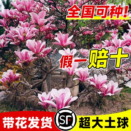 玉兰花树苗盆栽庭院室外四季开花