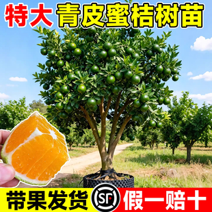 早熟青皮蜜桔橘子树果苗耐寒嫁接无核日南一号柑橘苗地栽当年结果
