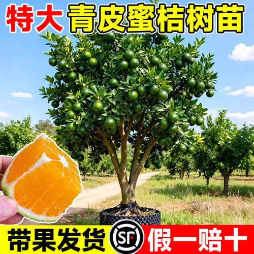 早熟青皮蜜桔橘子树果苗耐寒嫁接