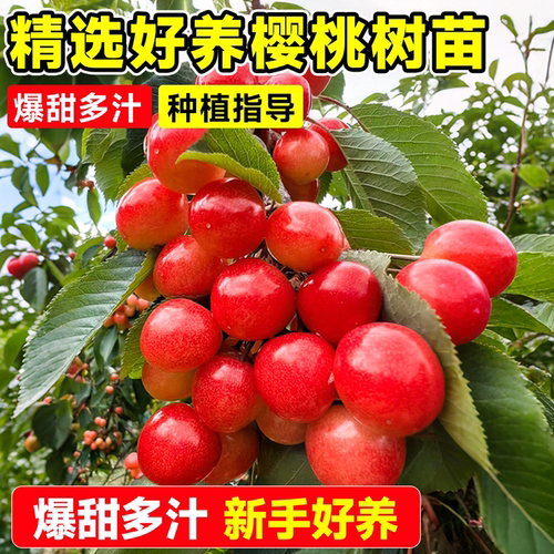 樱桃树苗南北方种植嫁接当年结果