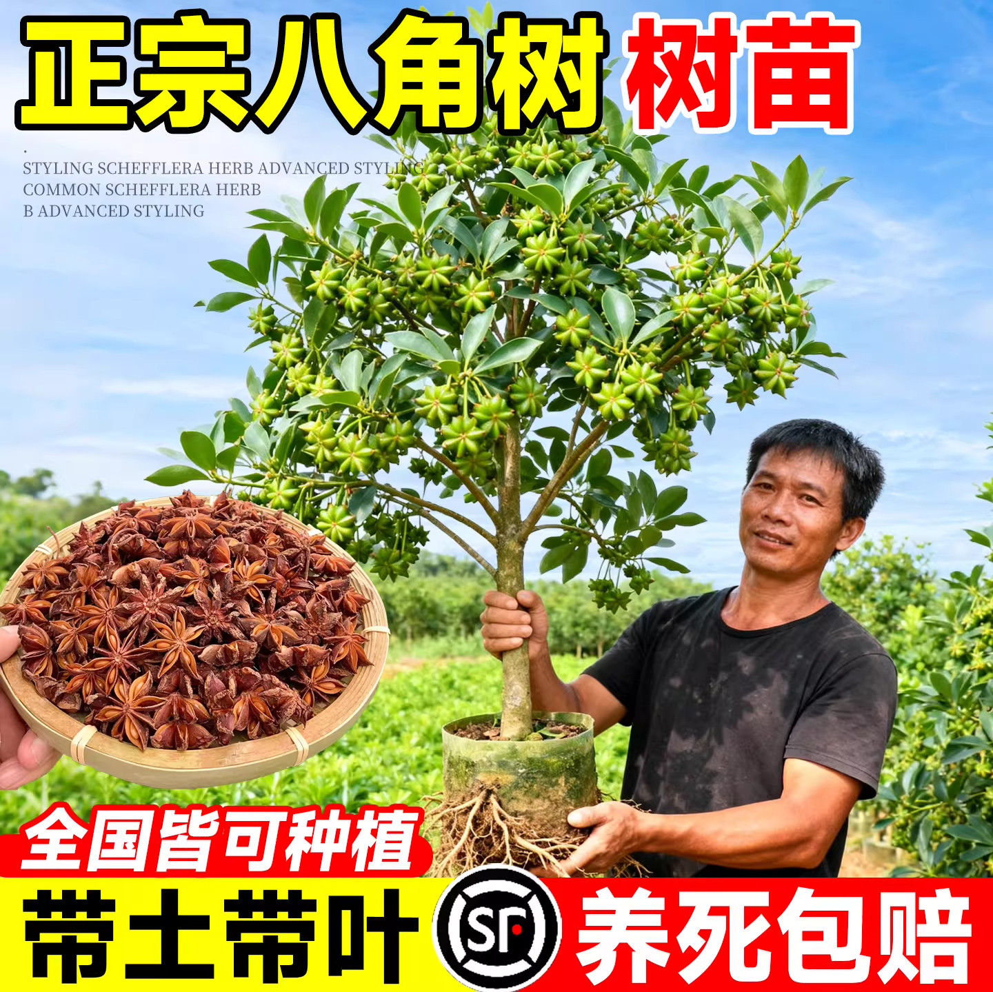 八角树树苗盆栽广西大红罗马嫁接大苗食用大料南方北方种植茴香树