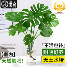 龟背竹水培绿植物客厅大叶室内盆栽老桩根办公室内桌面天堂鸟花瓶