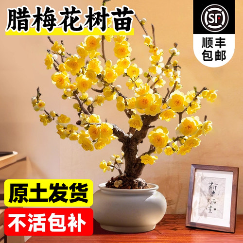 老桩矮化盆景地栽桌面花卉壹植