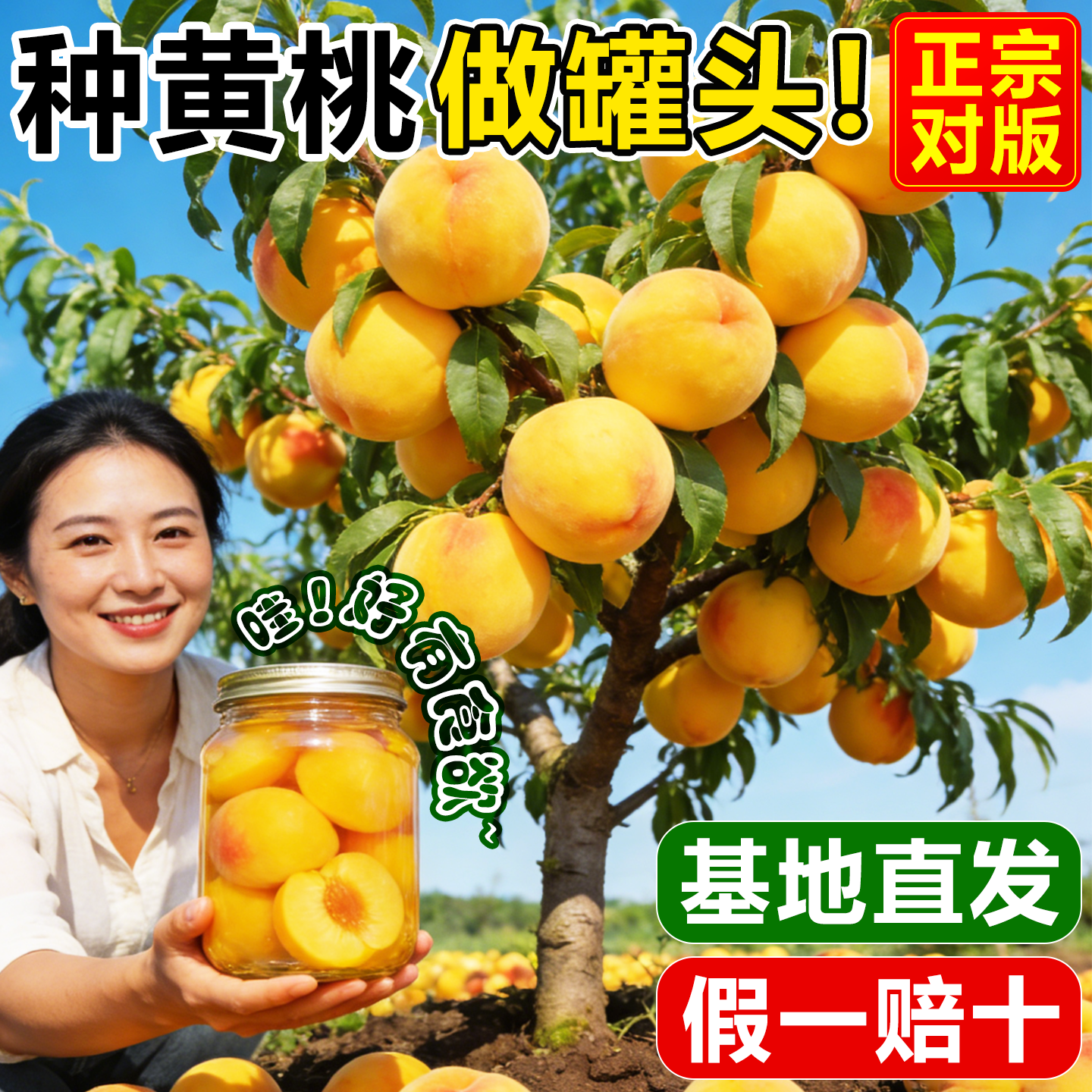 黄桃树果苗嫁接桃子水蜜桃特大果树南北方庭院四季盆地栽当年结果