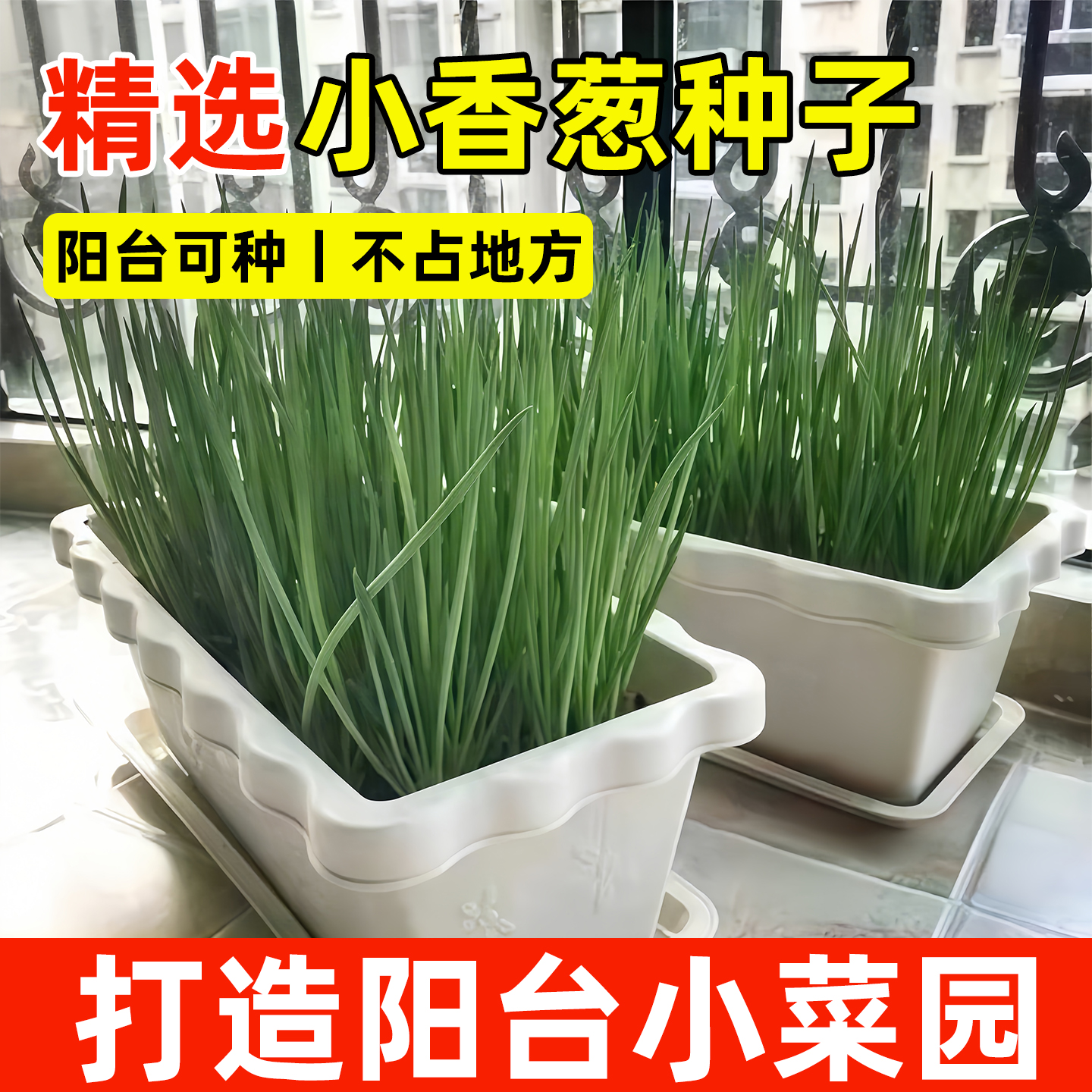 阳台小香葱种子盆栽四季高产
