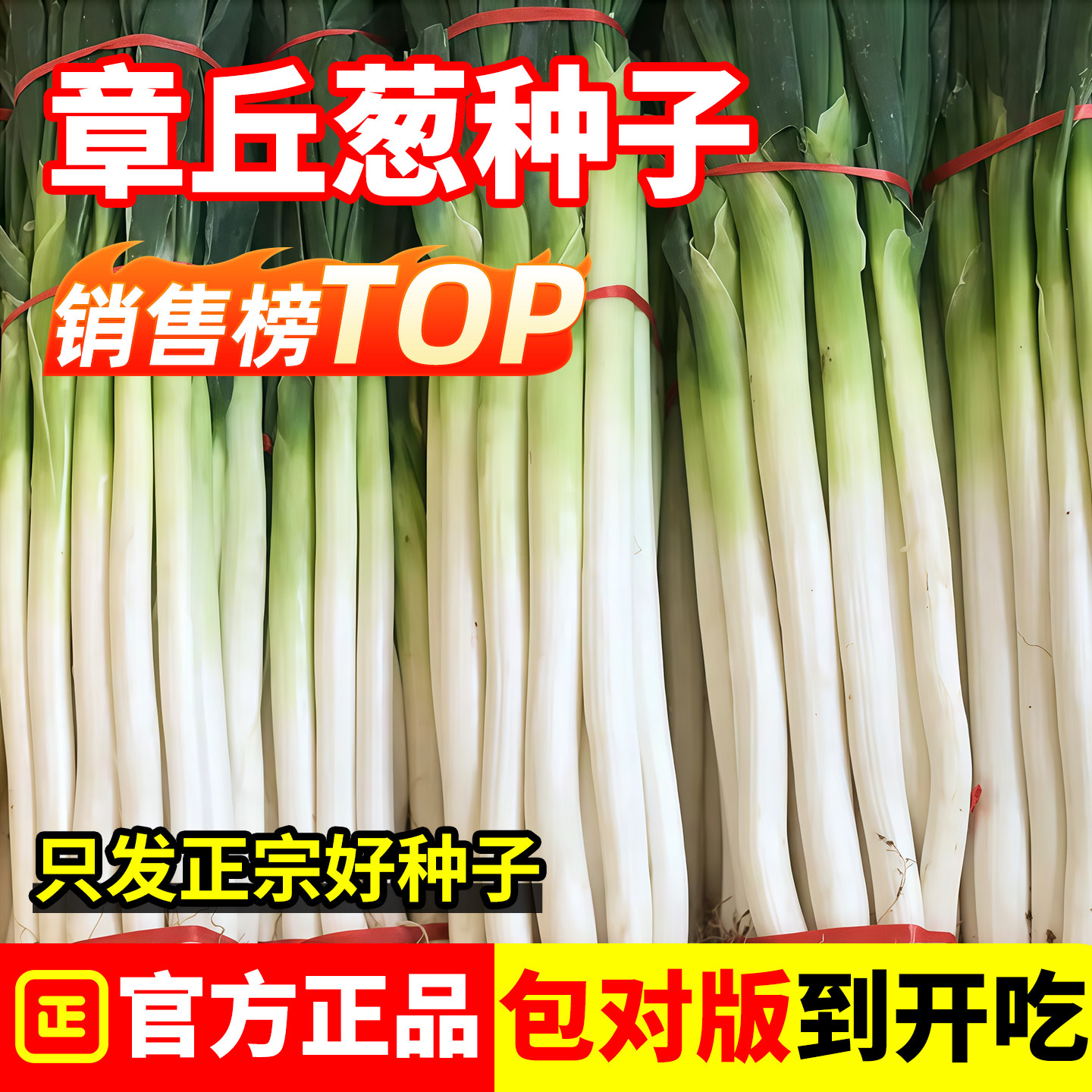 正宗章丘大葱种子山东铁杆东北耐寒耐旱高产抗病易种四季蔬菜种子 - 实物图