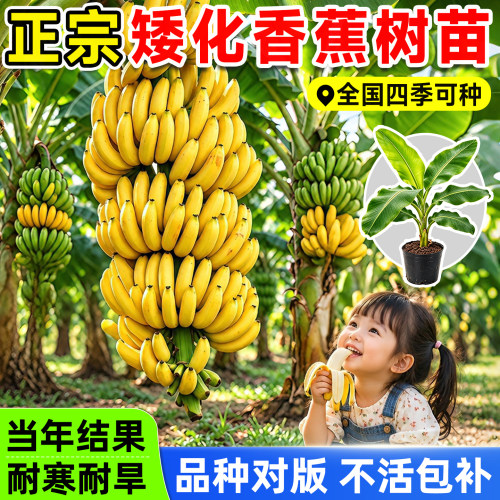 正宗香蕉树苗耐寒耐冻苹果香蕉红美人蕉苗盆栽南北方栽植带土发货