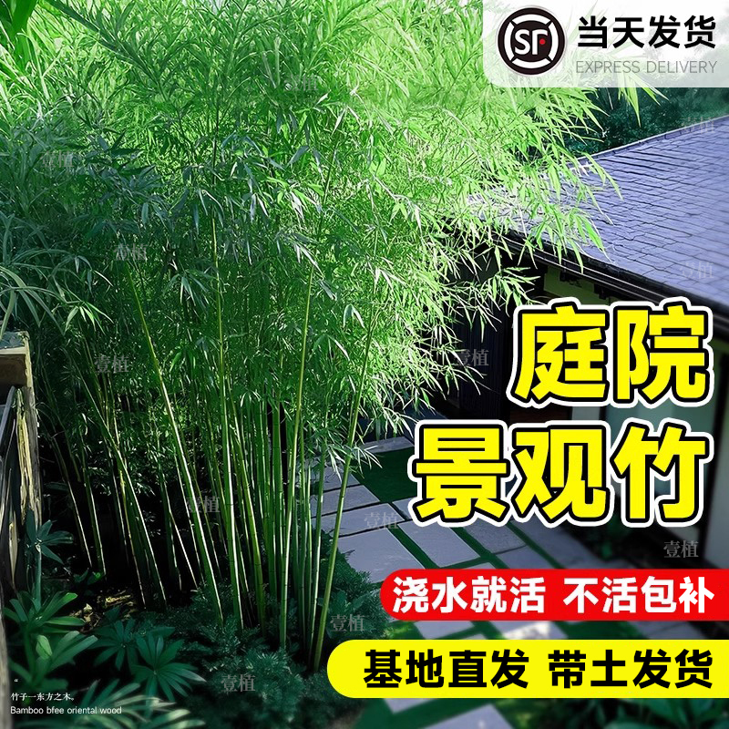 竹子苗庭院四季耐寒植物观赏黄金竹罗汉竹