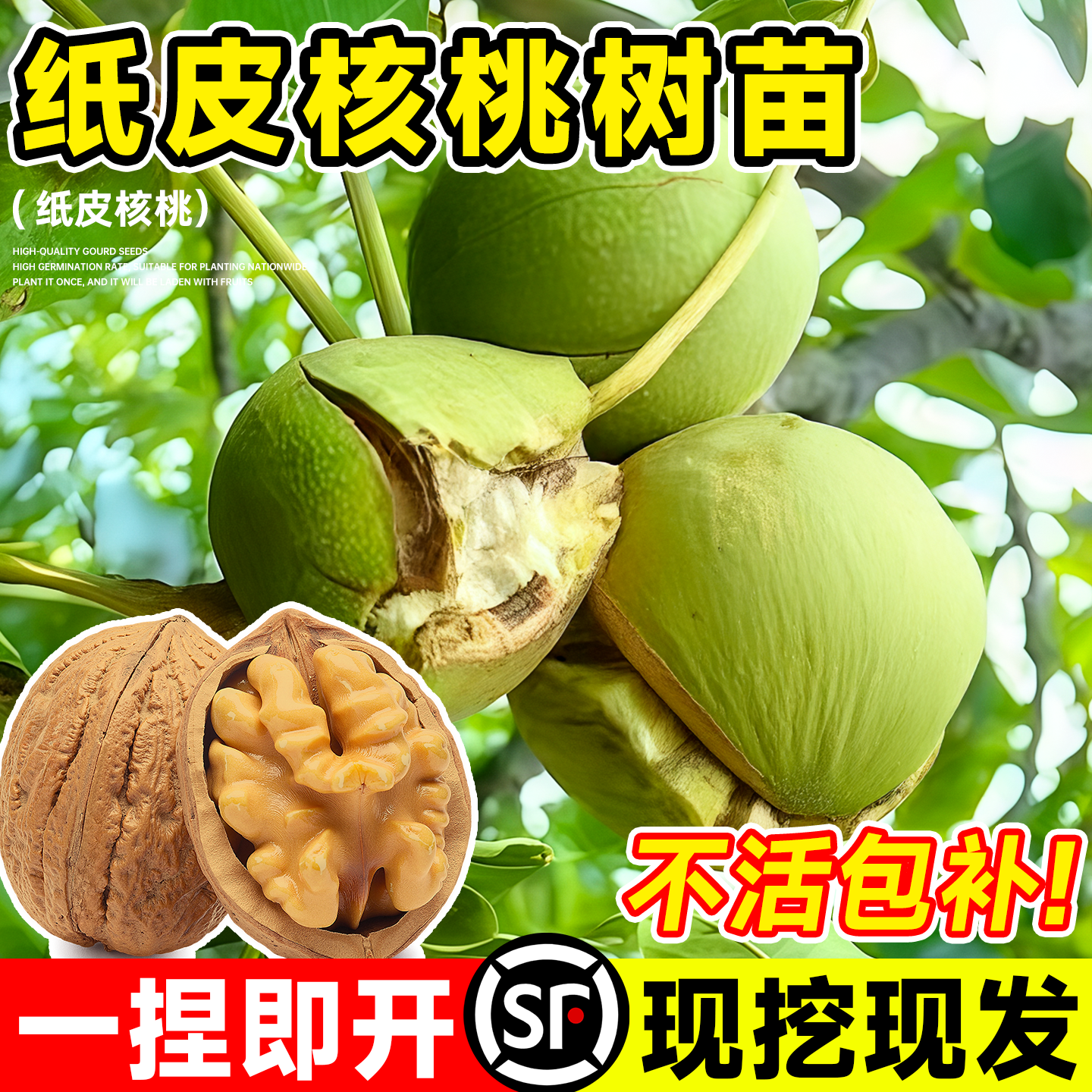 特大纸皮核桃树果苗庭院地栽种植