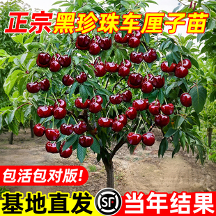正宗黑珍珠车厘子树苗南方大樱桃水果树果苗北方种植庭院地栽带土
