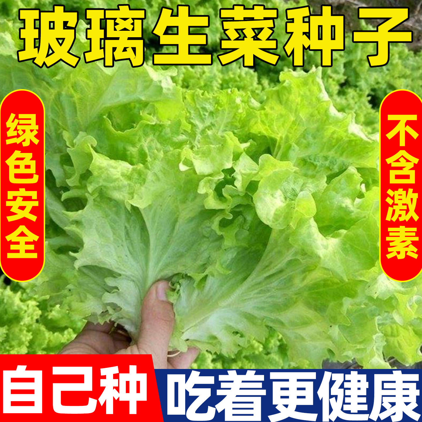甜脆玻璃生菜种子绿色有机蔬菜意大利奶油生菜种籽安全易活无激素