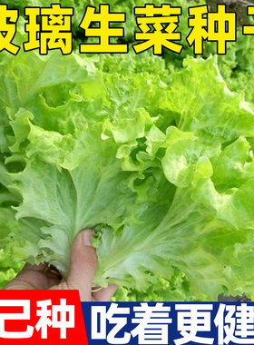 甜脆玻璃生菜种子绿色有机蔬菜意大利奶油生菜种籽安全易活无激素