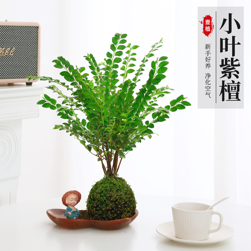 苔藓球小叶紫檀水培植物室内盆景水养盆栽常青绿植净化空气吸甲醛