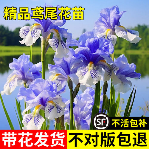 鸢尾花盆栽德国鸢尾花苗