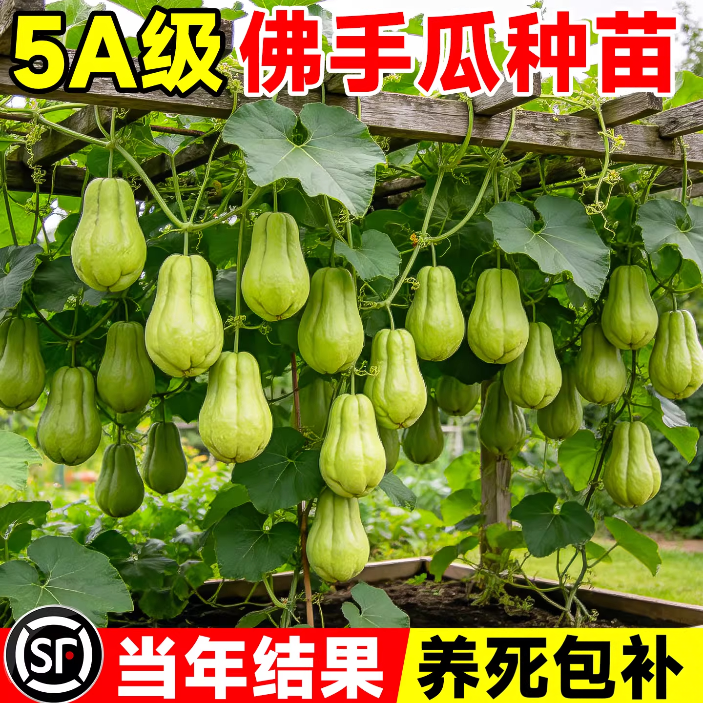 佛手瓜种瓜苗蔬菜秧苗带土高产早熟种苗南北方室内外四季好养种植