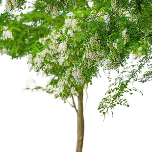 槐树苗国槐别墅庭院大树刺槐国槐花树苗植物可食用洋槐蜂蜜洋槐花