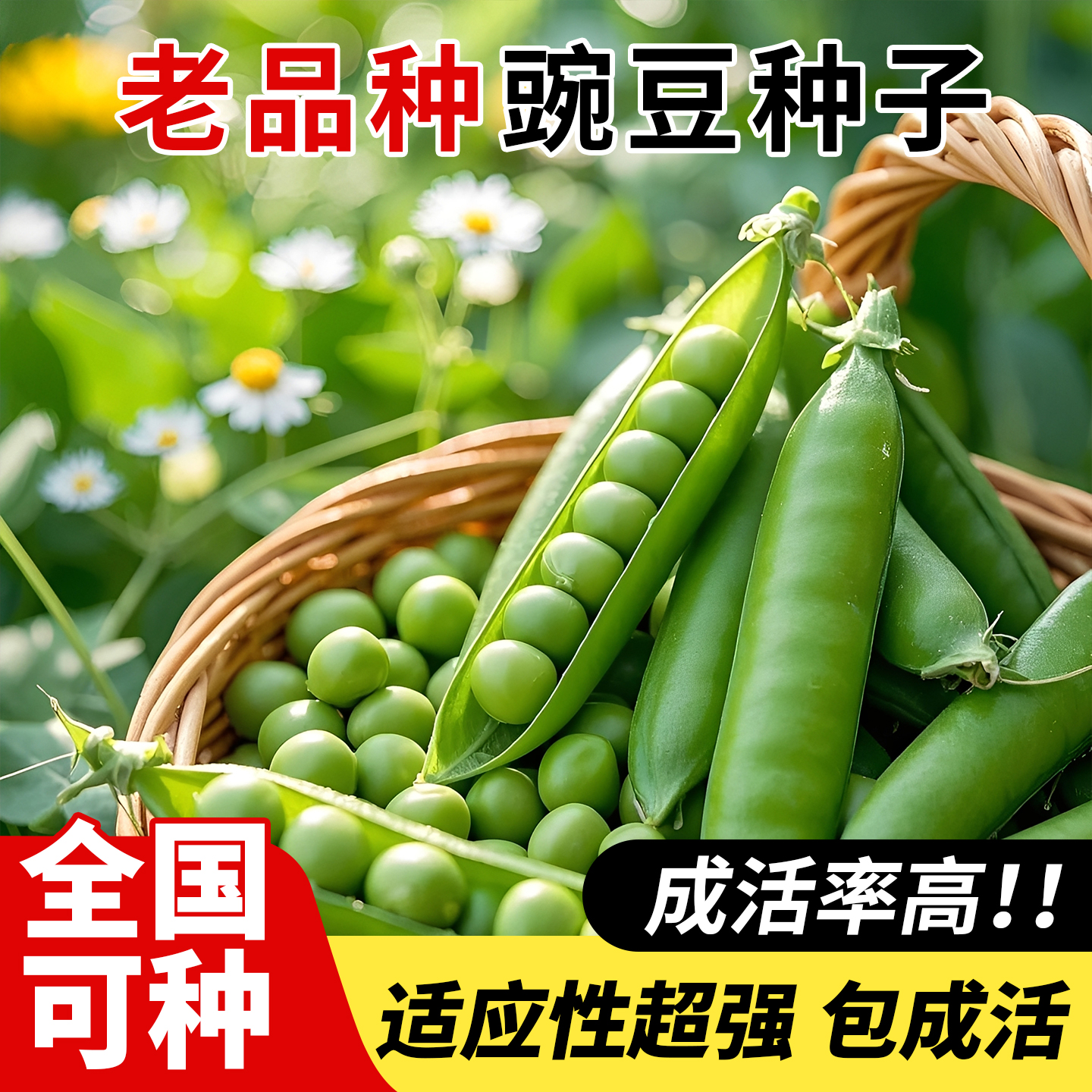老品种甜豌豆种子高产耐寒