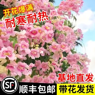 粉色凌霄花爬藤植物四季开花苗大苗耐寒树苗盆栽庭院花卉美国进口