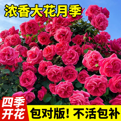 大花浓香月季花苗盆栽龙沙宝石
