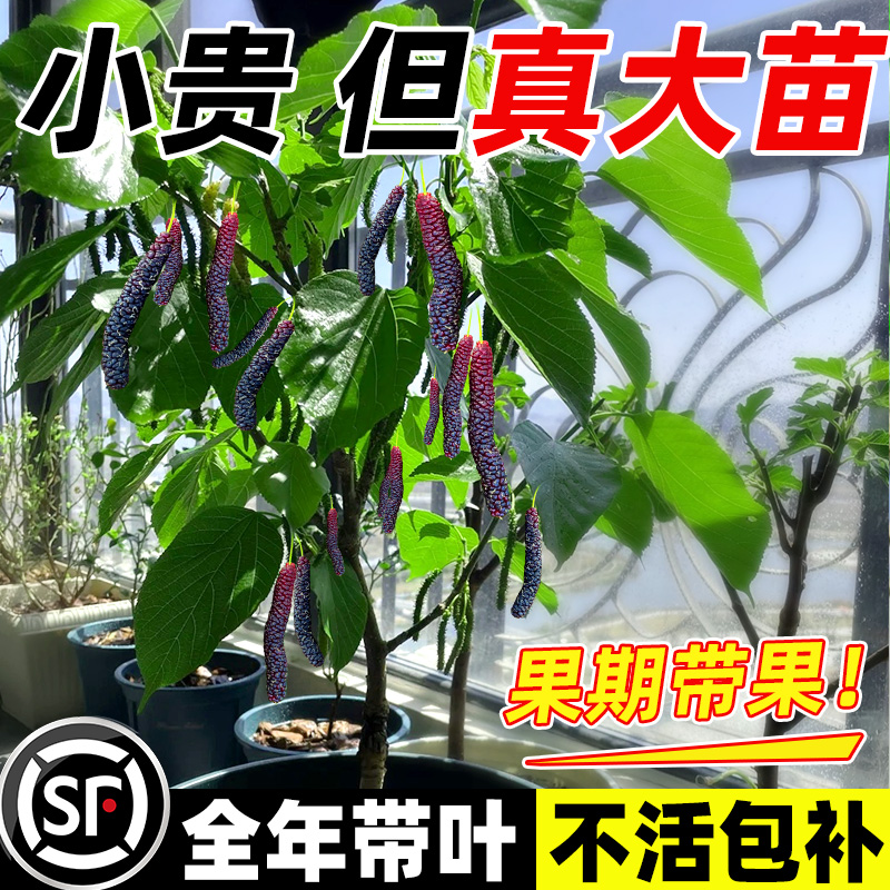 精品桑葚树苗桑椹大苗台湾长果无籽大十地栽盆栽全国可种不活包补