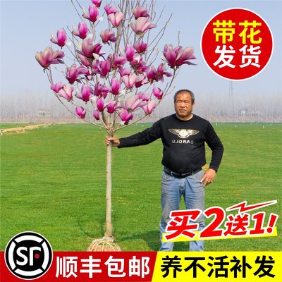 玉兰花树苗紫玉兰花苗庭院地栽