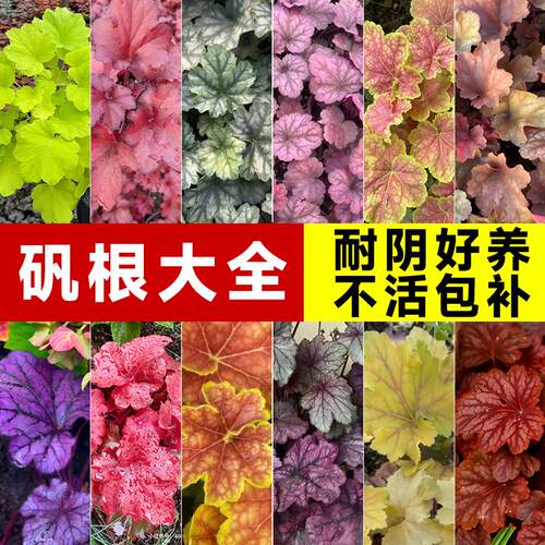 矾根花苗绿植盆栽彩叶巩室