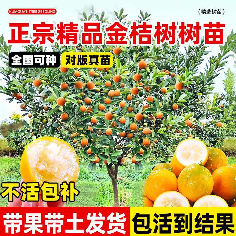 金桔树树苗当年结果地栽脆蜜脆皮