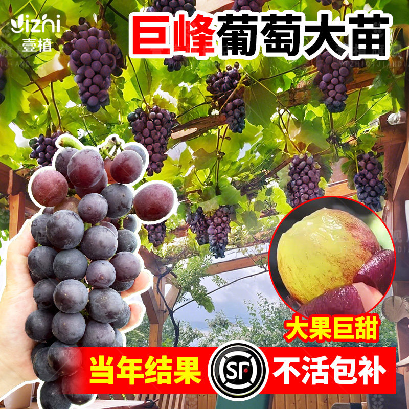 巨峰葡萄树苗阳光玫瑰蓝宝石大苗盆栽无籽果苗四季种植庭院爬藤,鲜花速递/花卉仿真/绿植园艺,果树,淘宝优惠券,粉丝福利购,淘宝优惠卷