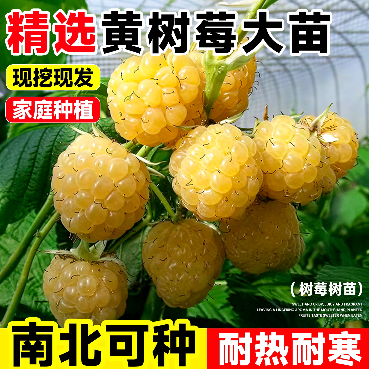 红树莓苗双季南北方种植当年结果图片