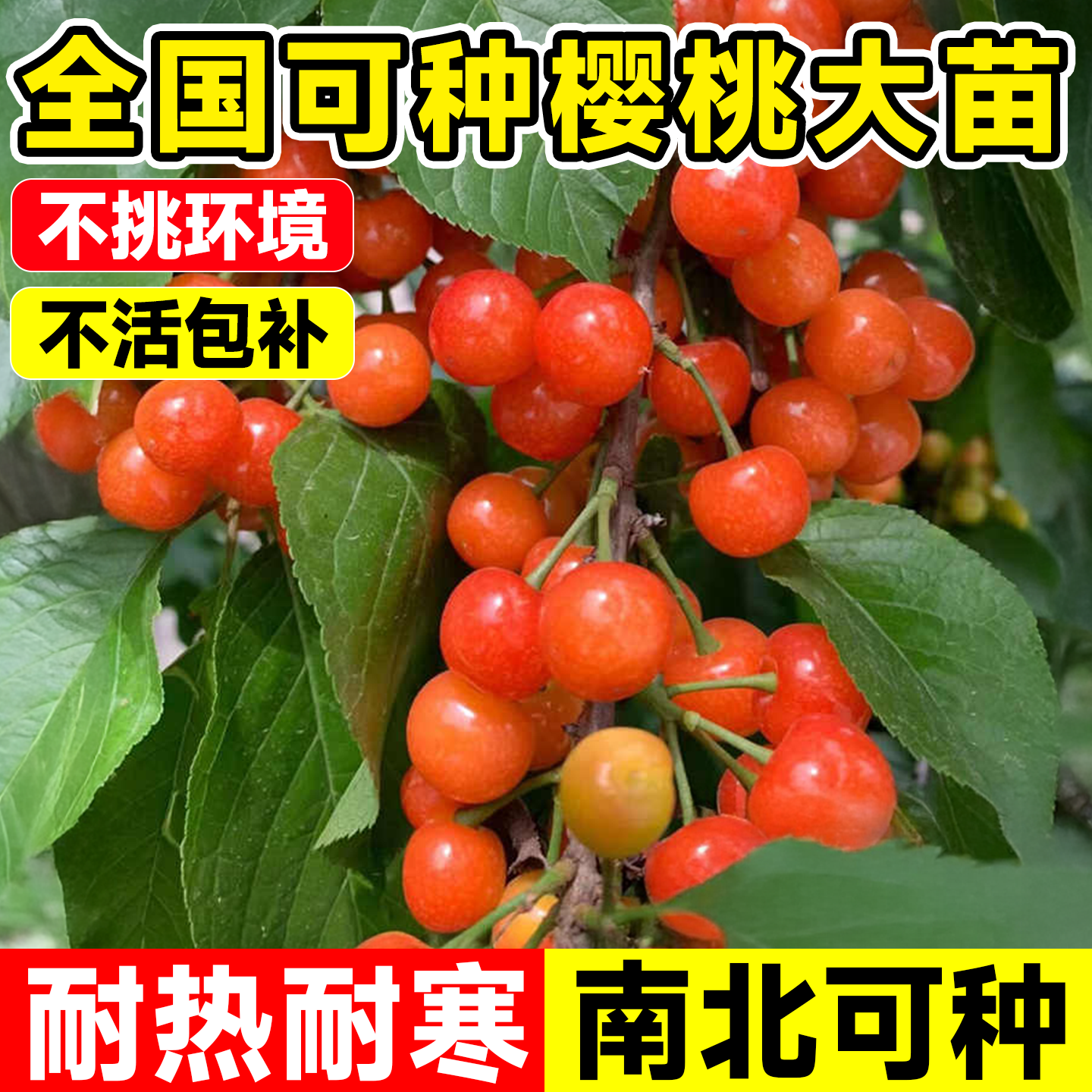 樱桃树苗红妃果苗土樱桃车厘子嫁接南方北方种植庭院盆栽当年结果 - 实物图