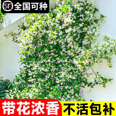 风车茉莉爬藤植物阳台四季开花卉