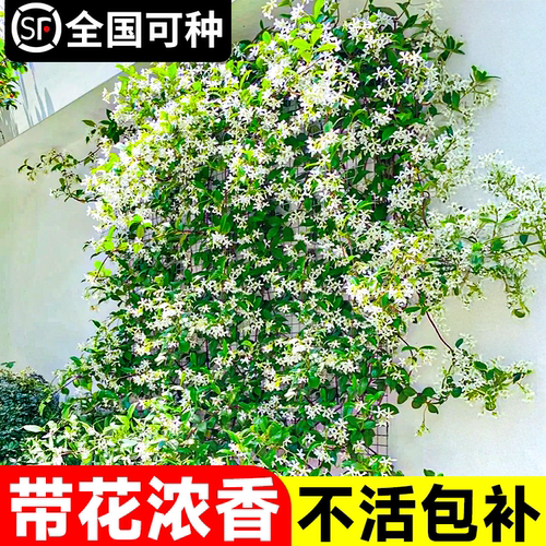 风车茉莉爬藤植物阳台四季花卉