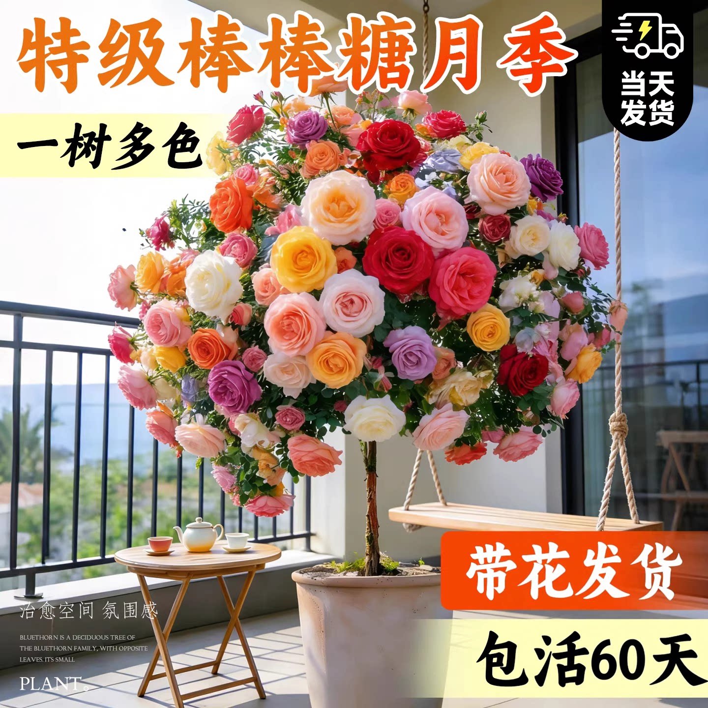 棒棒糖树桩月季老桩盆栽特大图片