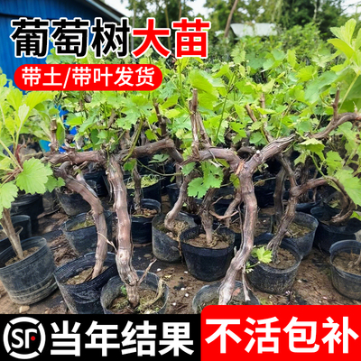 壹植特大枣树苗超甜冬枣苗树
