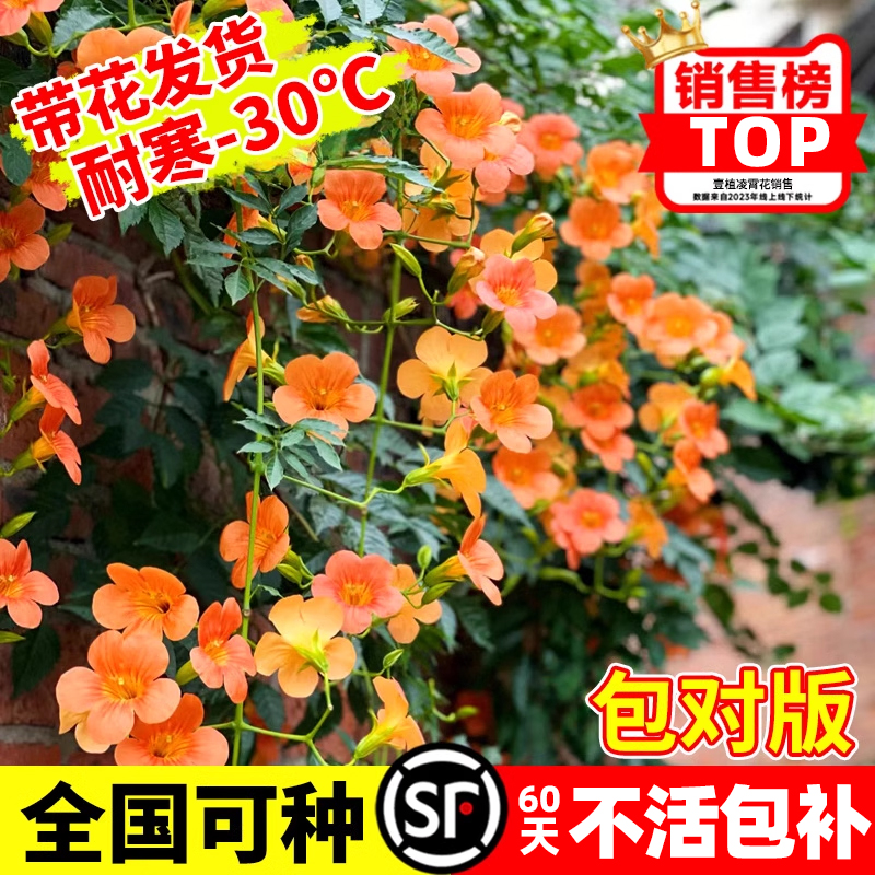爬藤凌霄花冬季可养耐寒庭院阳台