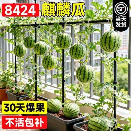 8424西瓜苗秧嫁接麒麟大西瓜盆栽