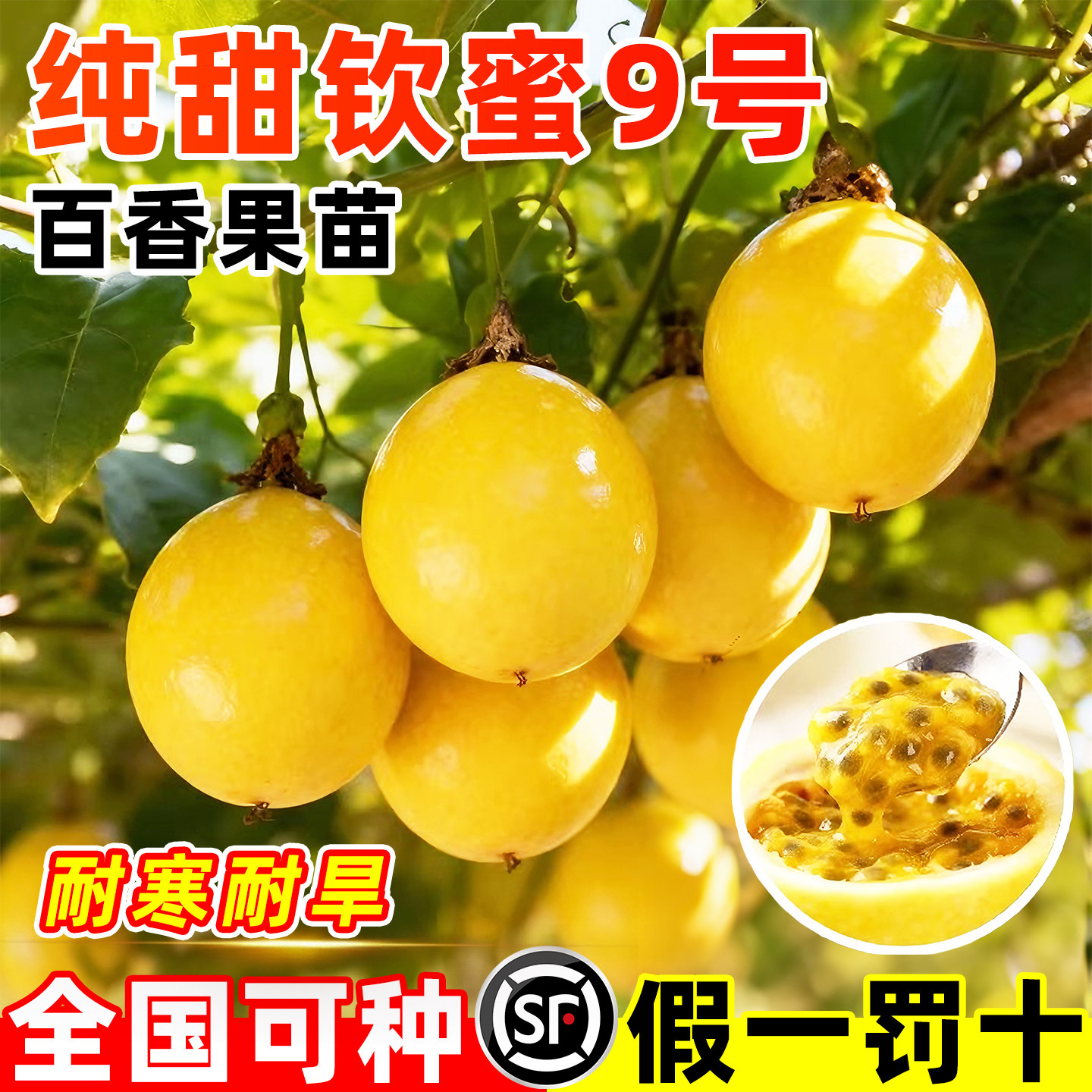 百香果树果苗黄金钦蜜9号百香果树大苗阳台盆栽庭院耐寒当年结果,鲜花速递/花卉仿真/绿植园艺,果树,淘宝优惠券,粉丝福利购,淘宝优惠卷