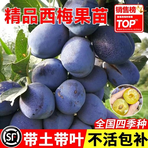 西梅苗全国可种耐寒抗暑蓝蜜盆栽