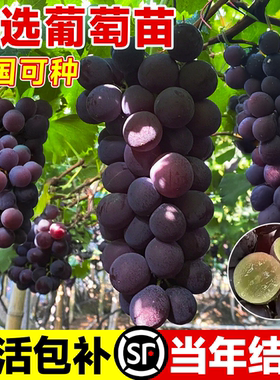 巨峰葡萄苗阳光玫瑰带叶带土无籽南北方种植盆栽庭院爬藤当年结果