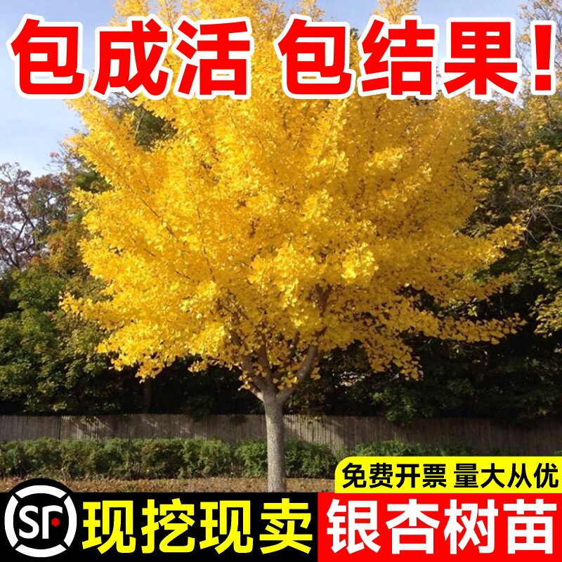银杏树活苗盆栽金叶白果南北方室外别墅庭院绿化风景大树苗行道树高性价比高么？