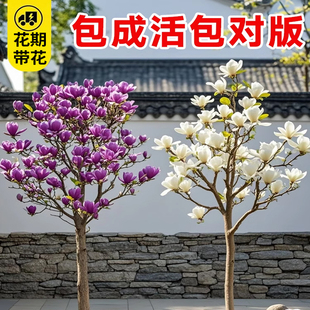 玉兰花树苗带花苞开花广玉兰庭院室内外绿化耐寒花卉盆栽植物四季