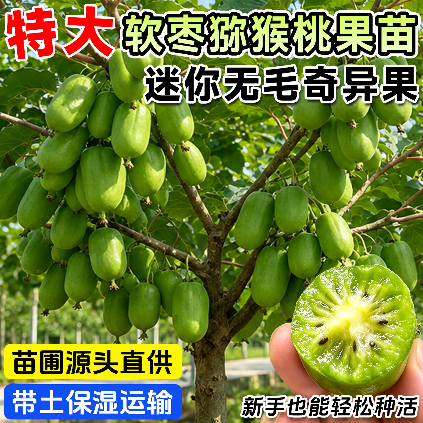 软枣猕猴桃树果苗红心猕猴桃苗图片