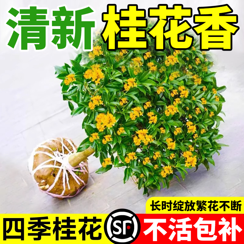 桂花树苗四季桂花室内盆栽四季