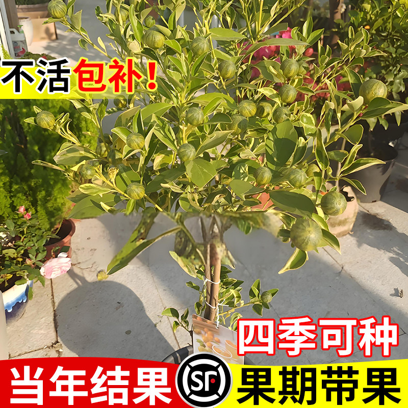 壹植花叶小青柠树苗盆栽南方北方种植棒棒糖青柠果树果苗四季好养