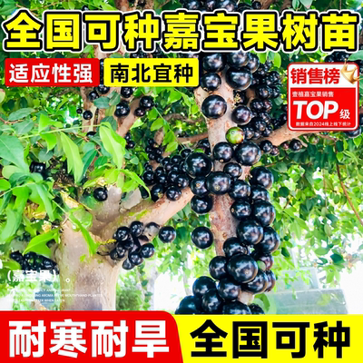 嘉宝果树果苗树葡萄嫁接当年结果