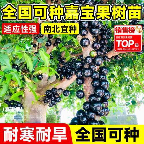 嘉宝果树果苗树葡萄嫁接当年结果